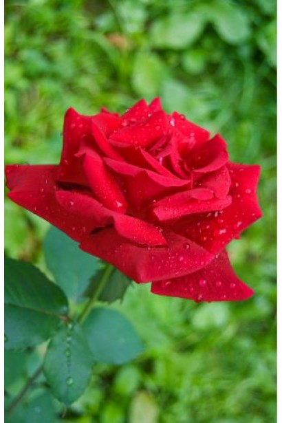 Красная роза для создания ярких упоров.